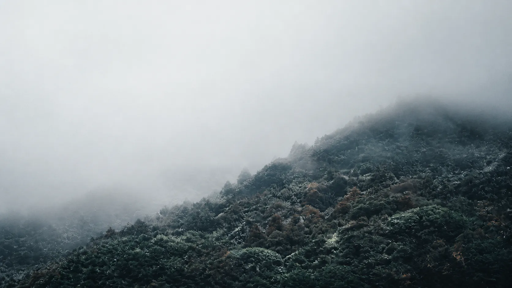雾气笼罩的山林